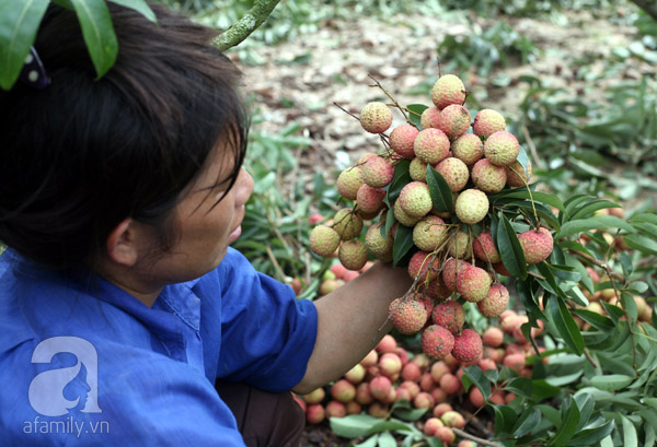 vải thiều lục ngạn